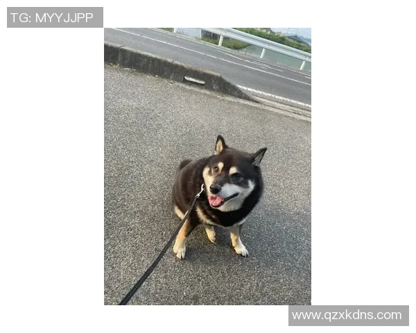 尤文图斯与阿积士激战正酣谁能在欧战中笑到最后 尤文图斯与阿积士激战正酣谁能在欧战中笑到最后